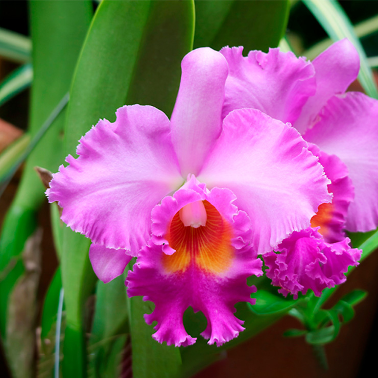 Orquídea Cattleya