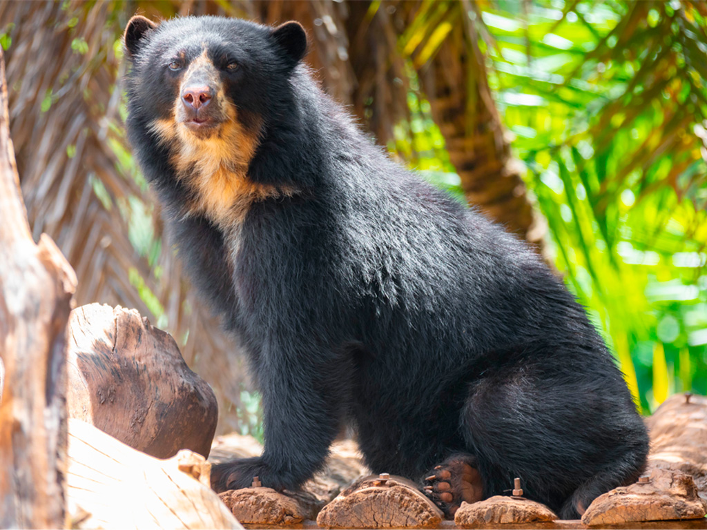 Oso Anteojos