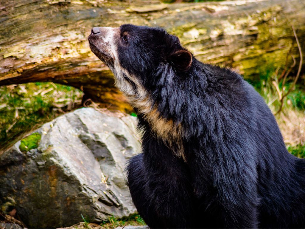 Oso Anteojos