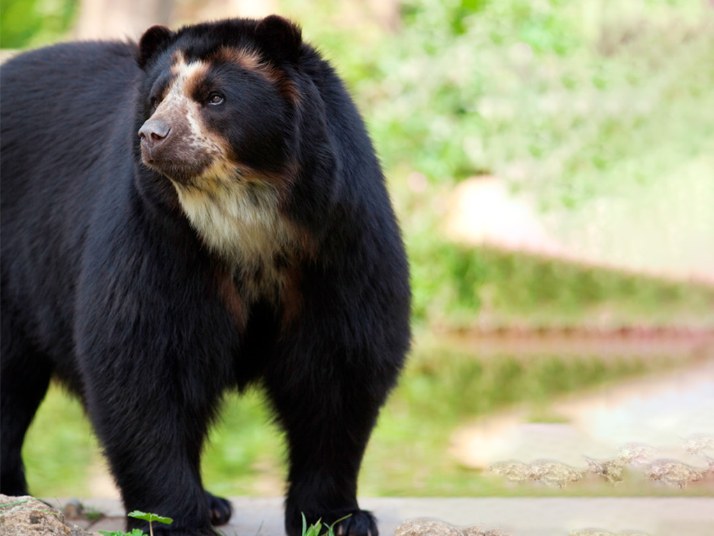 Oso Anteojos