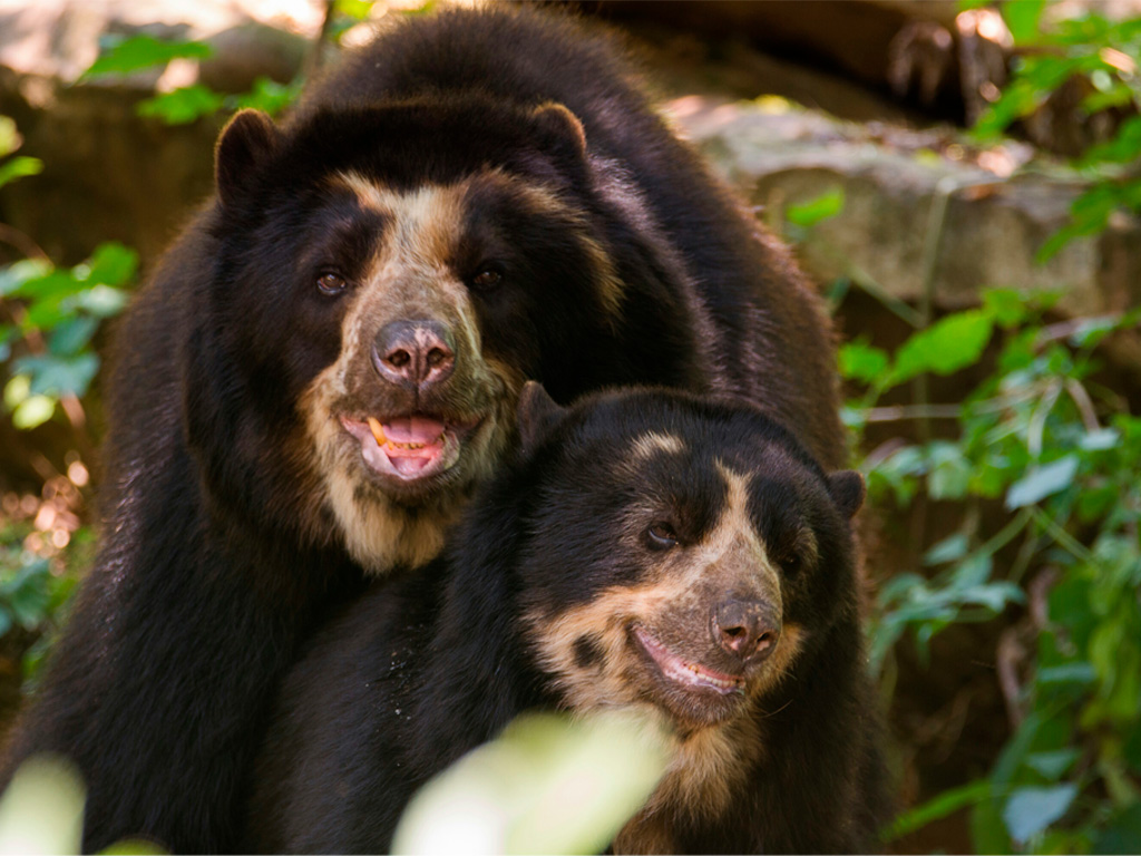 Oso Anteojos