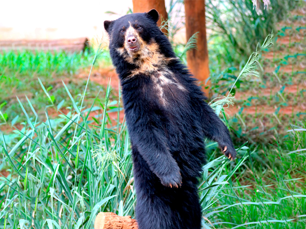 Oso Anteojos