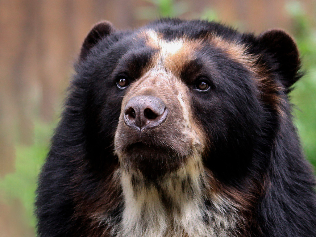 Oso Anteojos