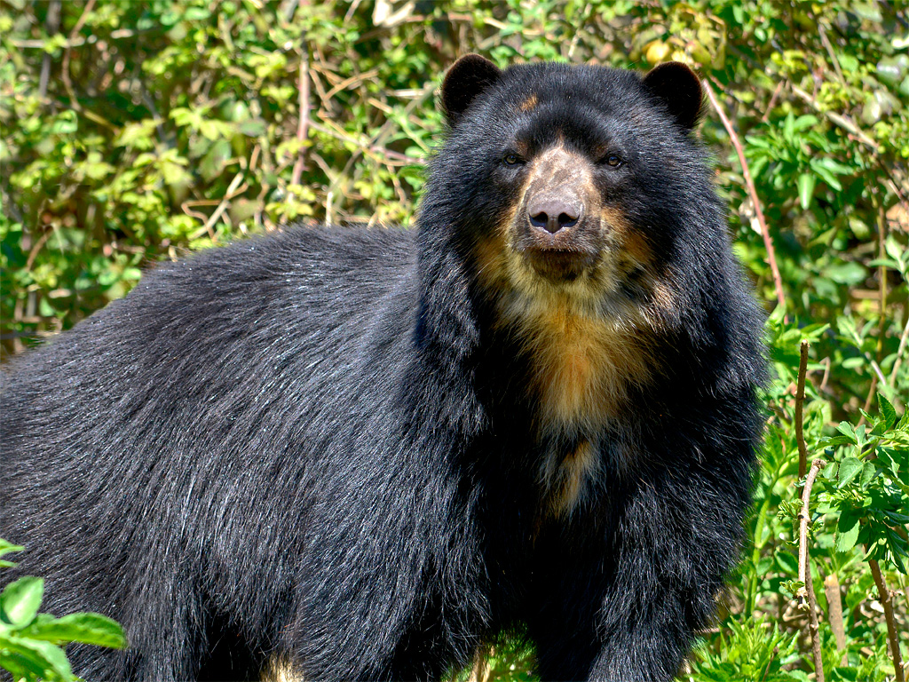 Oso Anteojos