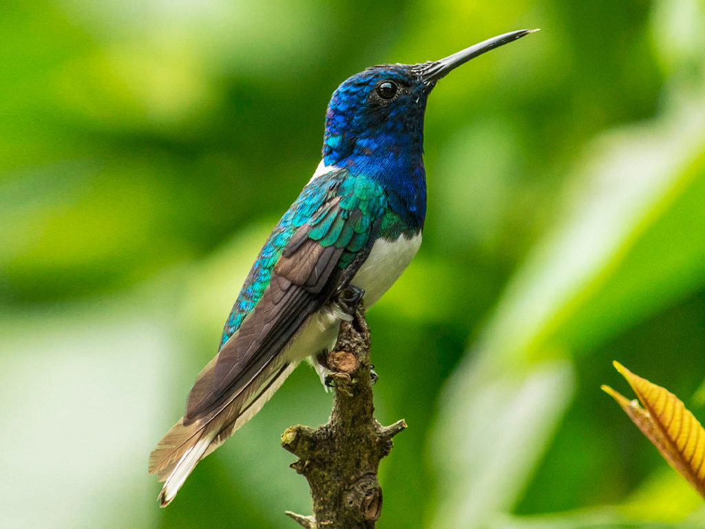 Colibri