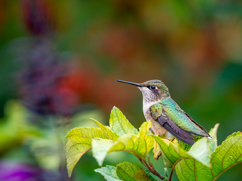 Colibri