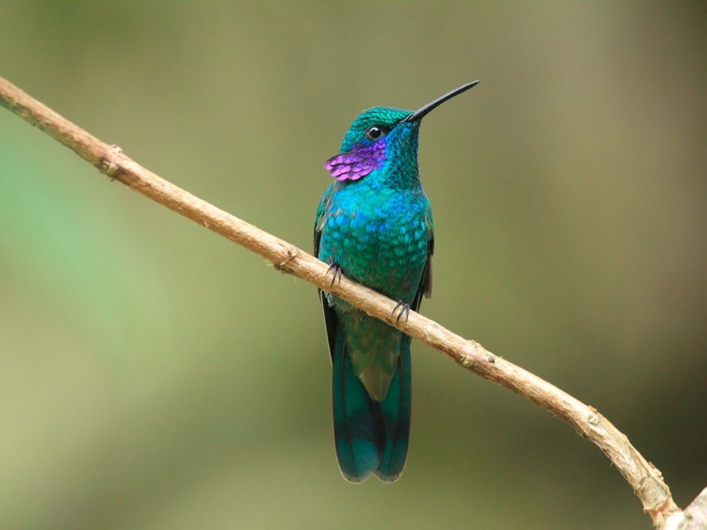 Colibri