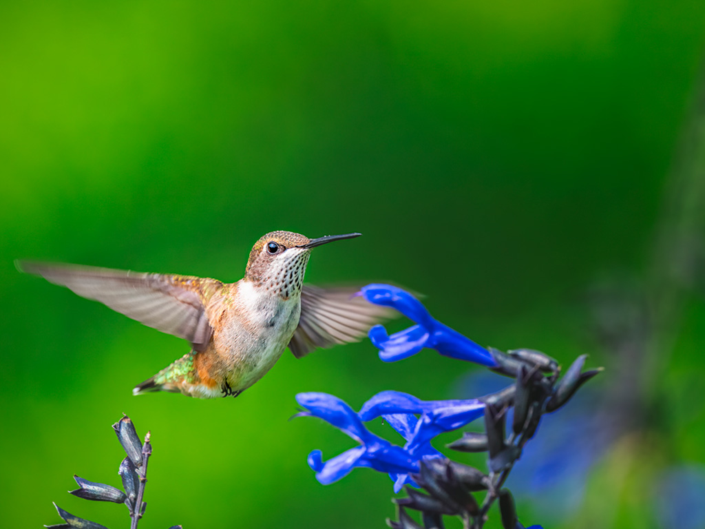 Colibri
