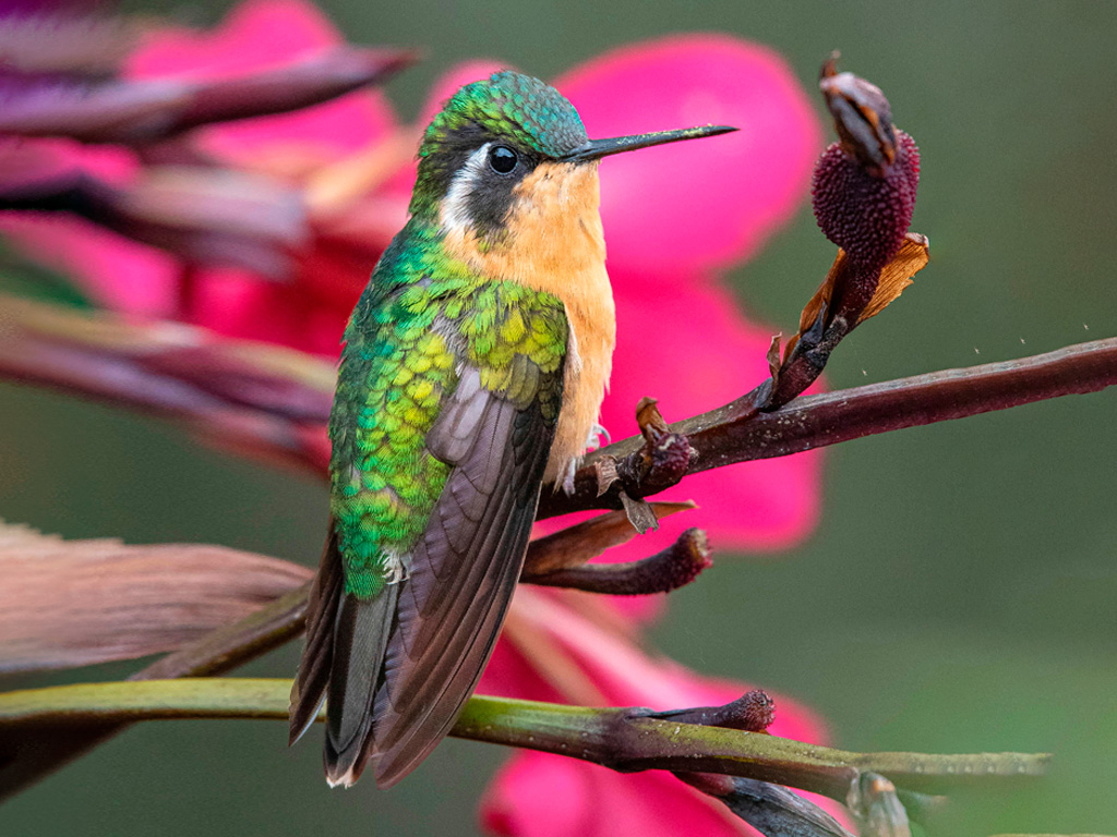 Colibri