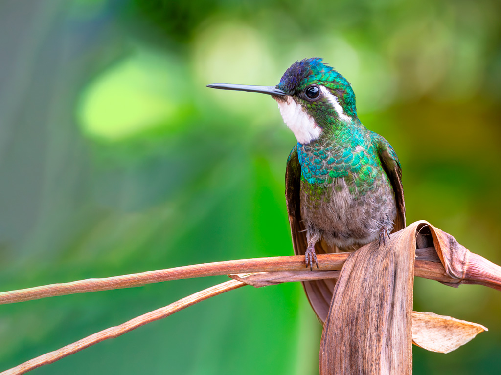 Colibri