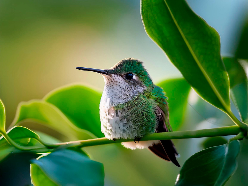 Colibri