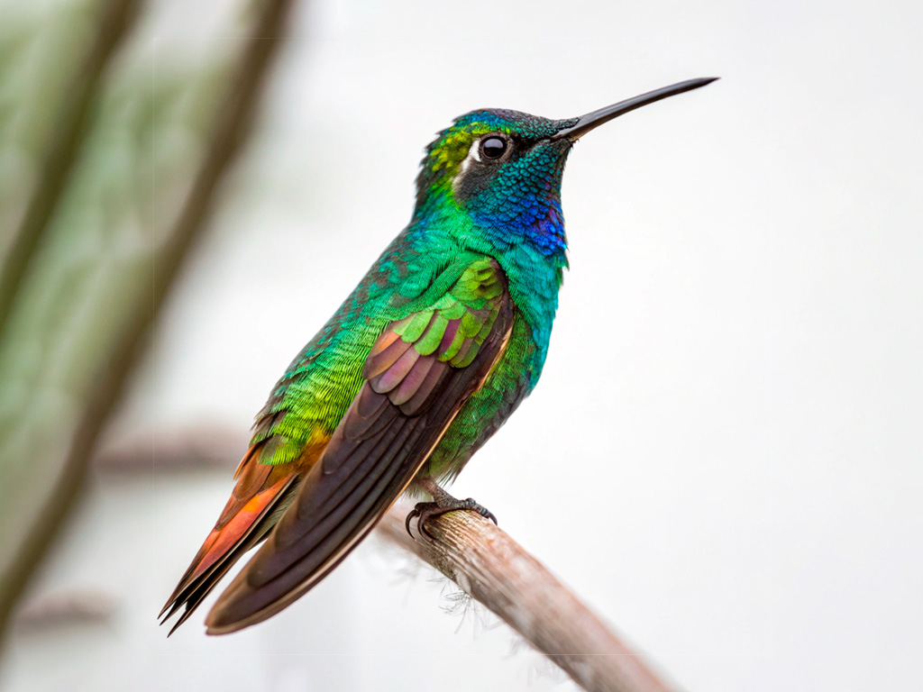 Colibri