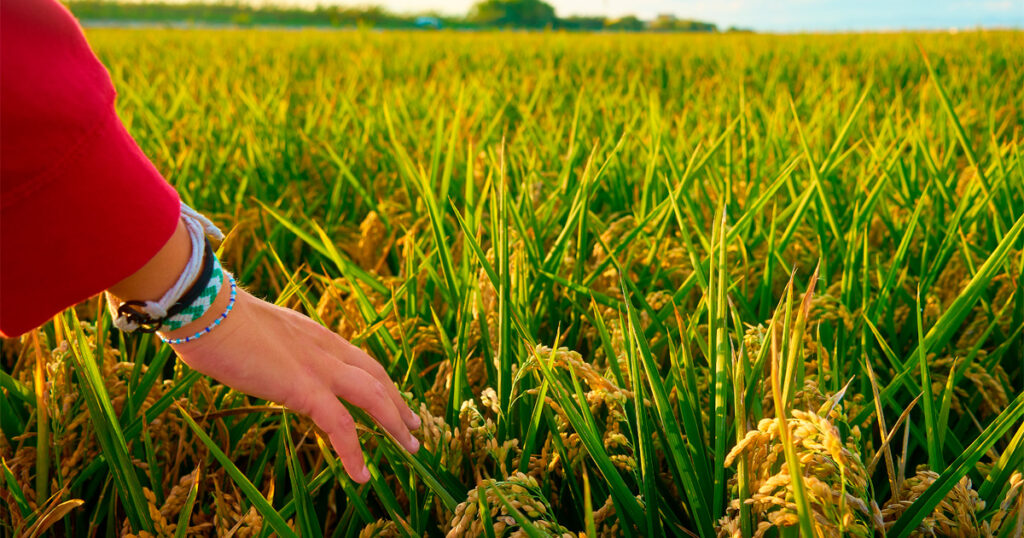 Apoyo al arroz 2026: MinAgricultura activa pago por tonelada y fija “piso” de precio para proteger al productor