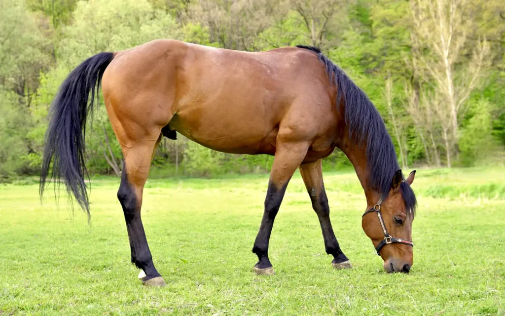 Caballo hermoso