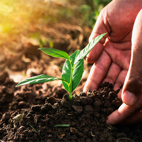 agricultura