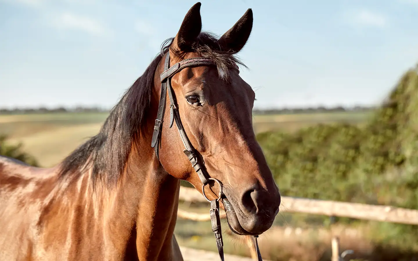 caballo vigilante