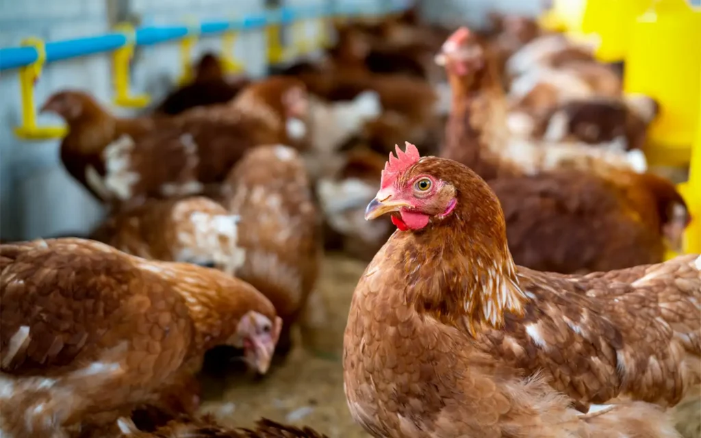 gallinas rojas de granja