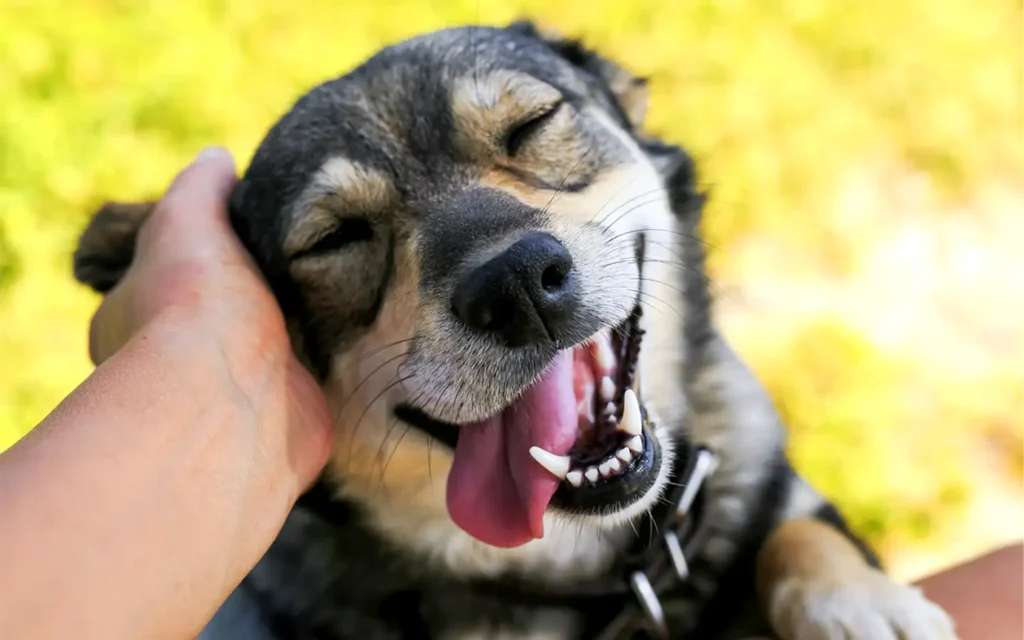 perro amistoso