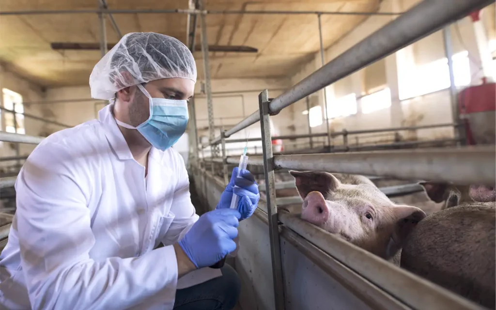 bioseguridad porcina
